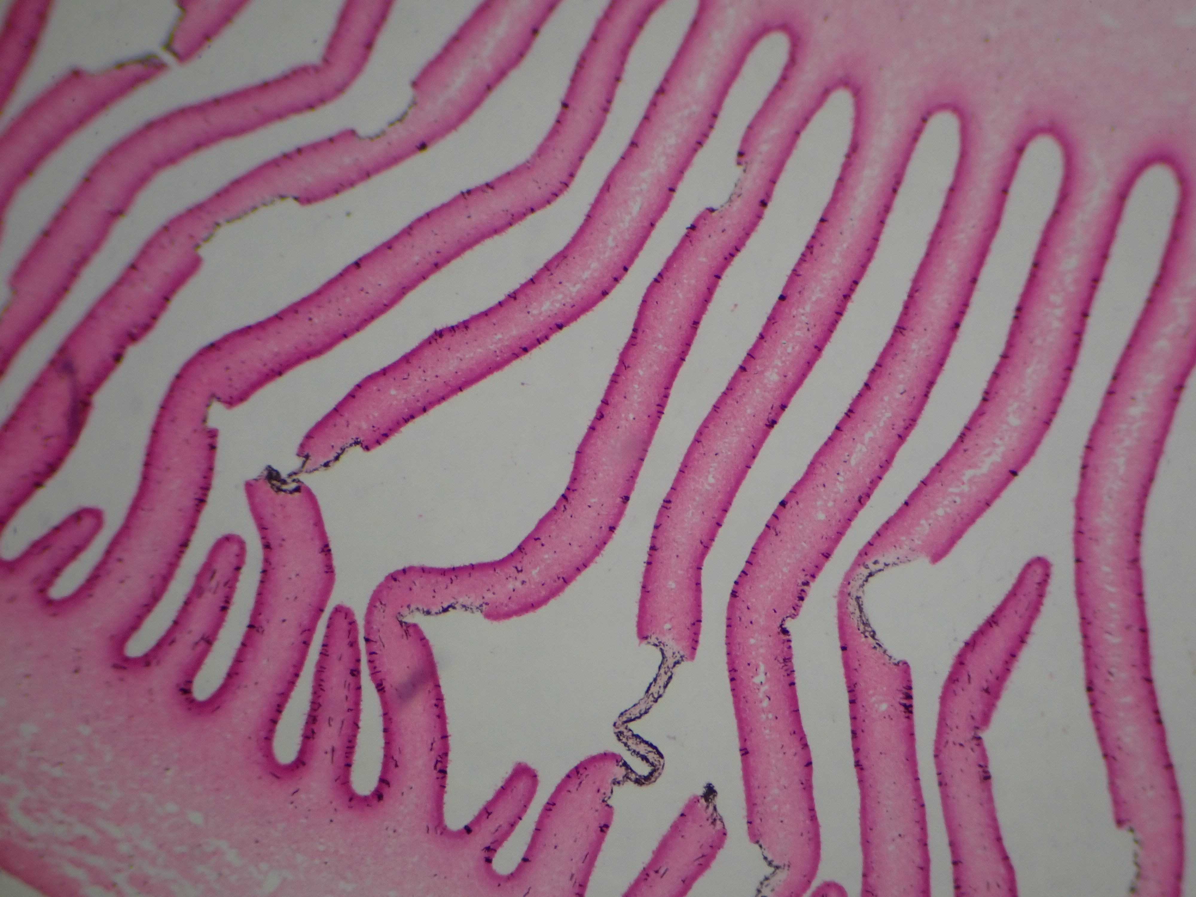 Microscope Slide